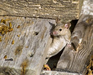 house mouse 