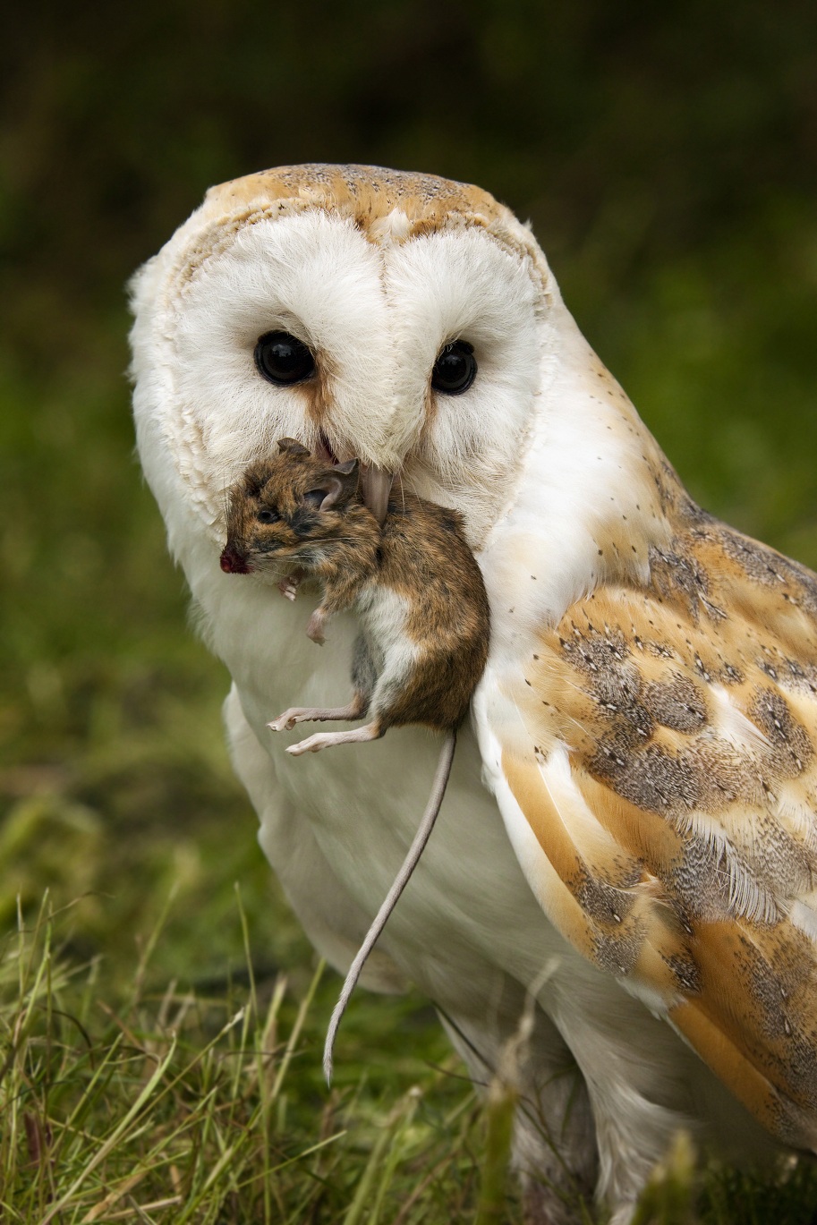 Barn Owl Eating Mouse